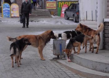 Не договорились. Проблема бродячих животных в Златоусте уперлась в бюрократию