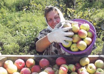 В проекте — ярмарочный комплекс. Садоводам Златоуста помогут реализовать продукцию