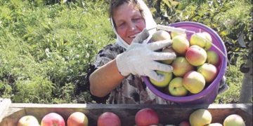 В проекте — ярмарочный комплекс. Садоводам Златоуста помогут реализовать продукцию