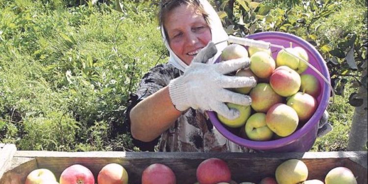 В проекте — ярмарочный комплекс. Садоводам Златоуста помогут реализовать продукцию