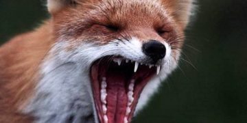В нескольких районах Златоуста объявлен карантин из-за появления опасных лис