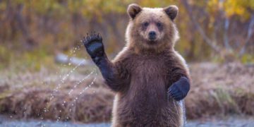 В нацпарке под Златоустом топтыгин «отобедал» фотоловушкой