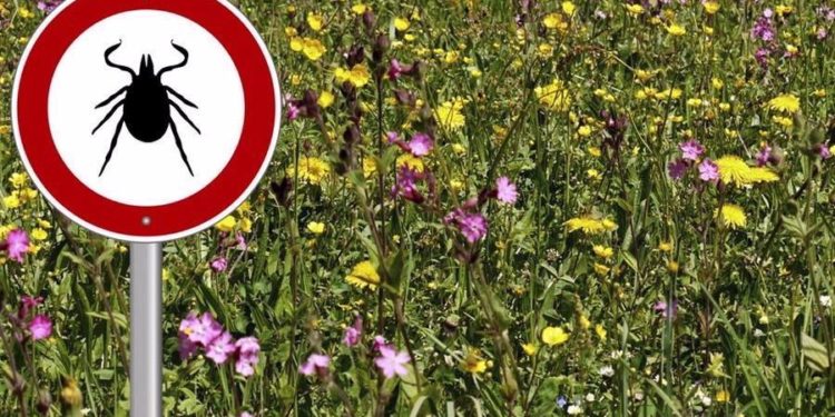Клещевая буря. В Златоусте паразитам дадут отпор акарицидной обработкой