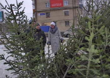 Здравствуй, дерево. В декабре начинают свою работу традиционные елочные базары