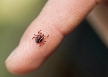 Сезонный подсчет. Из-за укусов клещей в больнице уже оказалось полсотни златоустовцев
