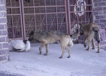 Гуманность по закону. Отлов бездомных собак в Златоусте попал под статью