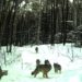 Редкий кадр. В Златоусте в фотоловушку угодила стая волков