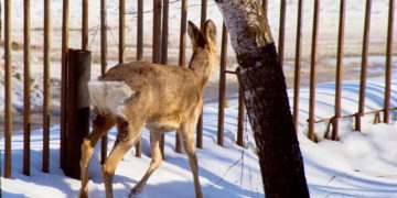 От топота копыт. Златоустовец запечатлел прогулку косули по городскому проспекту
