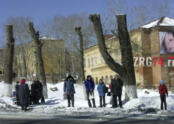 Пойдут на бревна. Златоуст избавят от 200 аварийных деревьев