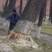 Корень проблем. Жители Златоуста определили адреса для спиливания опасных деревьев