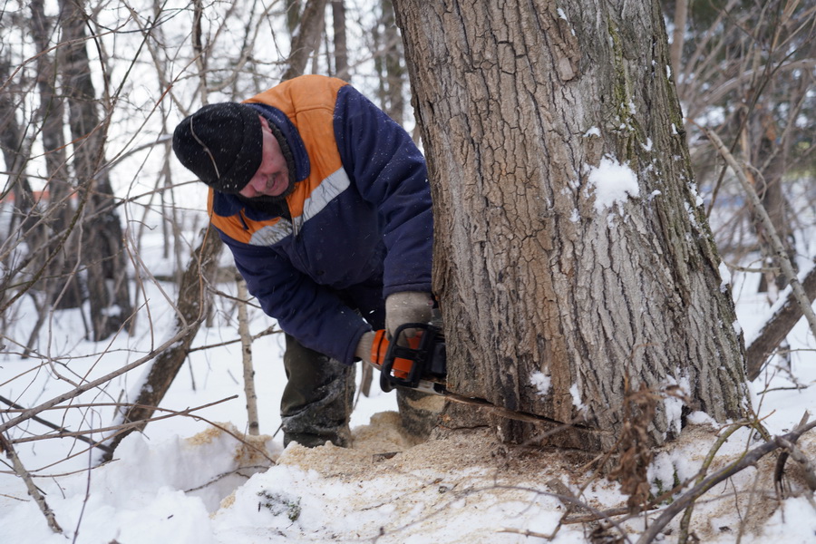Пресечь на корню. Клещи для выкорчевки деревьев. Работники дендропарка измерили прирост некоторых деревьев за два.