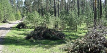 «Горожане должны знать». Мэр округа призвал активней информировать о вырубках в Златоусте