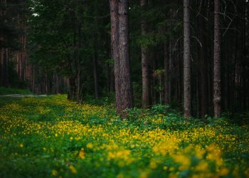 Борьба идет. В Златоусте от укусов клещей пострадали уже более 300 человек