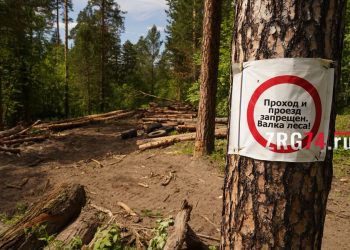 Пришел, увидел и… спилил. Златоуст окольцевали лесные вырубки и посадки