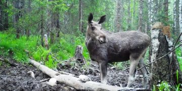 Лесные модели. В златоустовском нацпарке в фотоловушку угодили лоси и косули