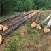 В лес, по дрова. Полицейские Златоуста отдали под суд желающего растопить баню