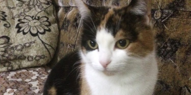 Моня, Моника, Манюня. Златоустовские школьники спасли привязанную на морозе кошку
