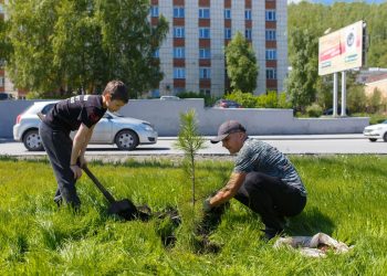 Укоренилась традиция. На набережной у златоустовского пруда высадили кедровую аллею