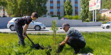 Укоренилась традиция. На набережной у златоустовского пруда высадили кедровую аллею