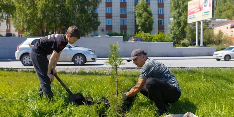 Укоренилась традиция. На набережной у златоустовского пруда высадили кедровую аллею