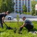 Укоренилась традиция. На набережной у златоустовского пруда высадили кедровую аллею