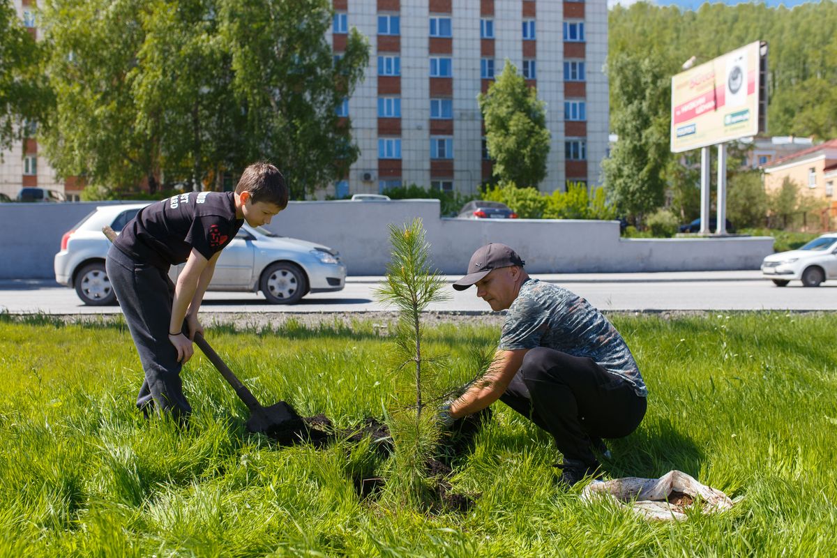 Побеги устроили. В Челябинской области высадили 13 миллионов хвойных  саженцев | Златоустовский рабочий | Новости Златоуста