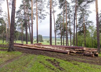 Крон — на миллион. Златоустовский Фрейденталь решили сделать редким