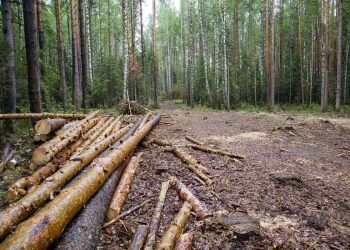 Хожеными тропами. В Златоусте выездная комиссия проинспектировала делянки и лесные дороги