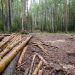 Хожеными тропами. В Златоусте выездная комиссия проинспектировала делянки и лесные дороги