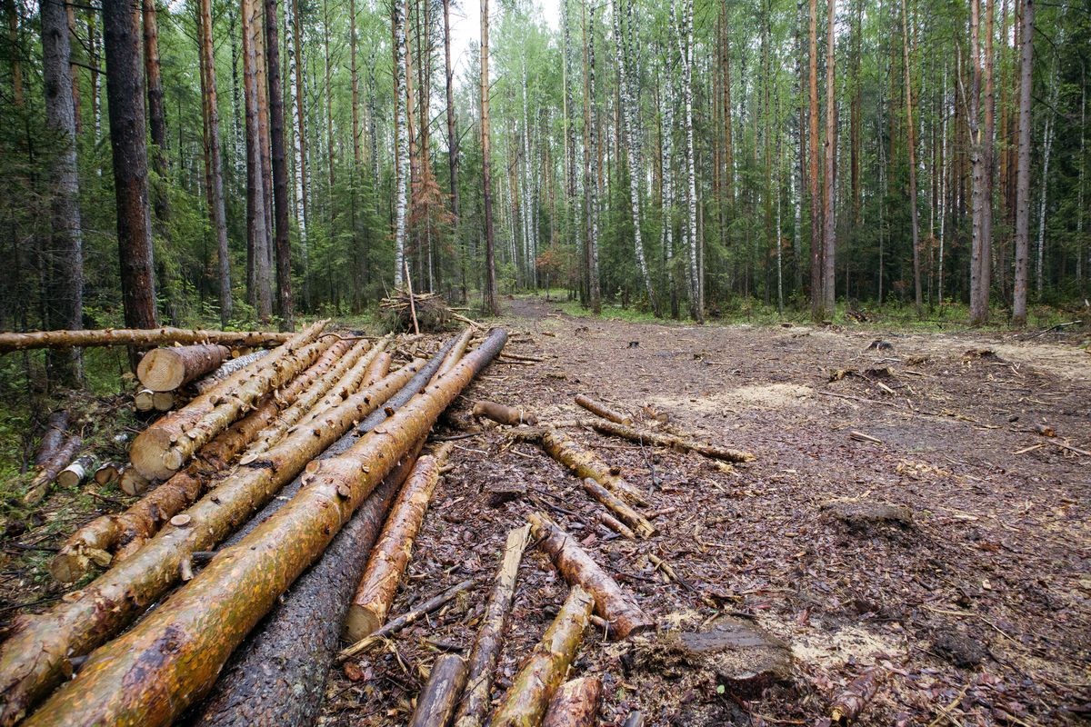 Хожеными тропами. В Златоусте выездная комиссия проинспектировала делянки и  лесные дороги | Златоустовский рабочий | Новости Златоуста