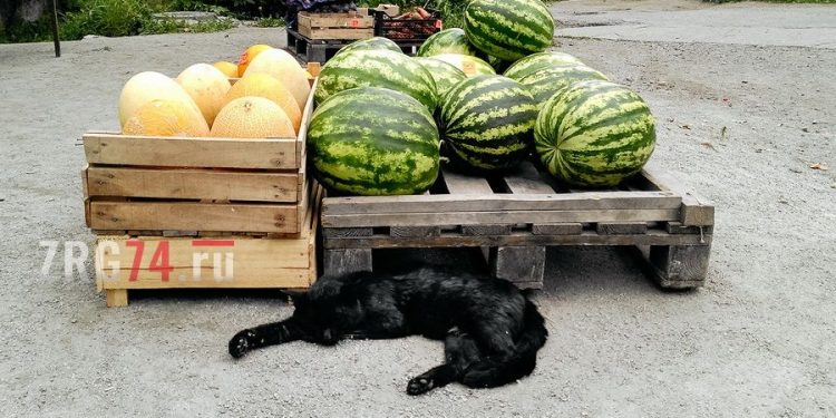 Точки поставлены. В Златоусте начинают набирать цвет «зелёные базары»