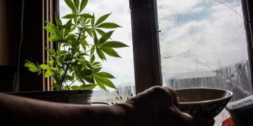Вышли на цвет. Златоустовец выращивал коноплю у себя дома