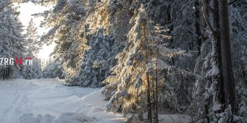 Не рубите ёлочки к празднику в дома. В Златоусте начали охоту за нелегальными лесорубами