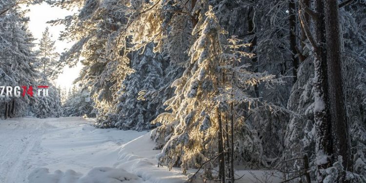 Не рубите ёлочки к празднику в дома. В Златоусте начали охоту за нелегальными лесорубами