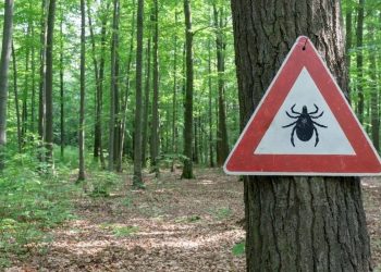 При беглом осмотре. В Златоусте зафиксированы первые укусы клещей