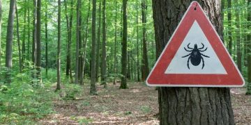 При беглом осмотре. В Златоусте зафиксированы первые укусы клещей