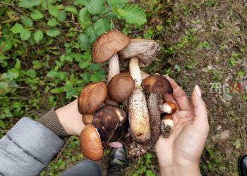 Съедобное-несъедобное. Специалист рассказал златоустовцам о причинах и симптомах отравления грибами