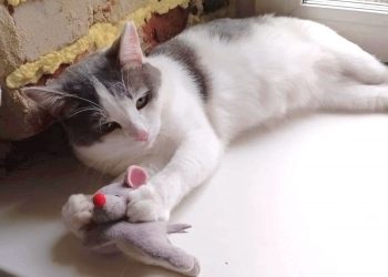 Преданный кот Кирс. В Златоусте брошенный питомец ищет новых хозяев