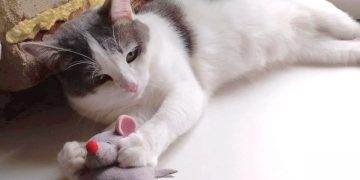 Преданный кот Кирс. В Златоусте брошенный питомец ищет новых хозяев