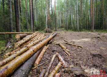 Очаги ликвидируют. Один из лесных массивов вблизи Златоуста проредят из-за вредителей