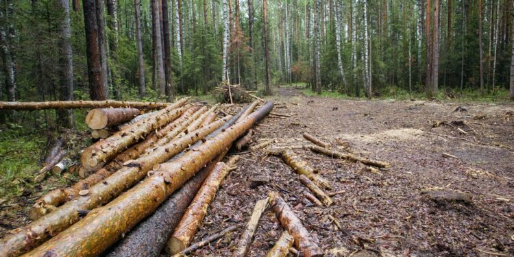 Очаги ликвидируют. Один из лесных массивов вблизи Златоуста проредят из-за вредителей