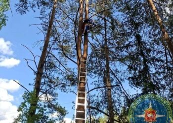 Сняли с сосны. Спасатели пришли на выручку застрявшей на дереве жительнице Златоуста
