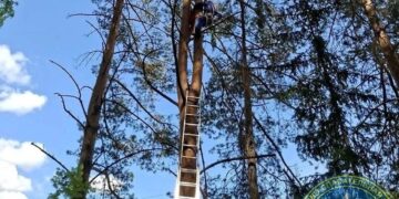 Сняли с сосны. Спасатели пришли на выручку застрявшей на дереве жительнице Златоуста