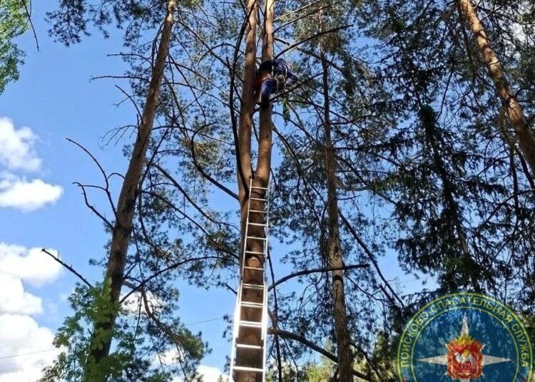 Сняли с сосны. Спасатели пришли на выручку застрявшей на дереве жительнице Златоуста