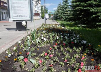 Превращая город в сад. Более 50 тысяч цветов украсят улицы Златоуста
