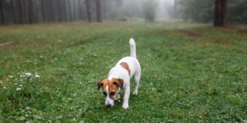 Добрые дела объединяют. Златоустовцам рассказали, что делать, если потерялся питомец
